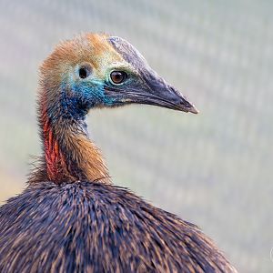 Cassowary Juvenile (f) / Hamerton / 3-2-23