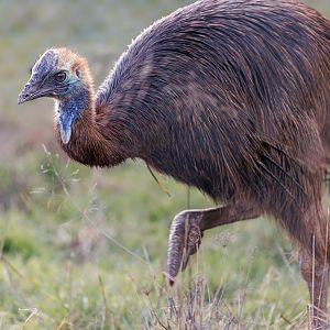 Cassowary Juvenile (f) / Hamerton / 3-2-23