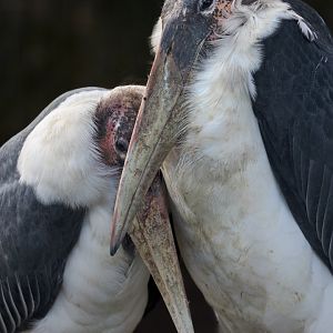 Marabou Storks / Hamerton / 3-2-23