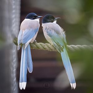 Azure winged Magpies / Hamerton 3-2-23