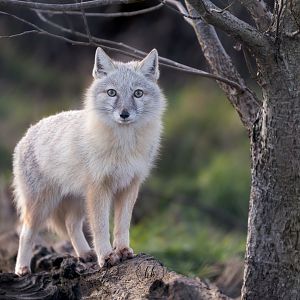 Corsac Fox / Hamerton / 3-2-23