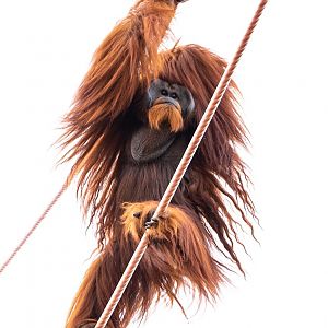 Bornean Orangutan on O-Line