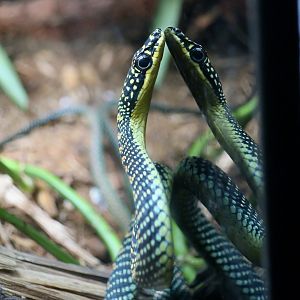 Paradise Flying Snake (Chrysopelea paradisi)