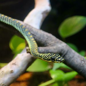Paradise Flying Snake (Chrysopelea paradisi)