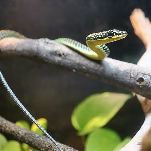 Paradise Flying Snake (Chrysopelea paradisi)