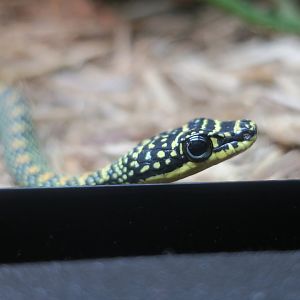 Paradise Flying Snake (Chrysopelea paradisi)