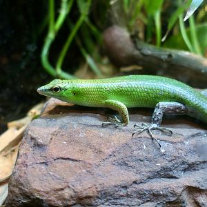 Emerald Tree Skink (Lamprolepis smaragdina)