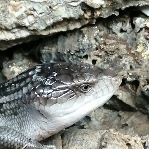 Tanimbar Blue-tongued Skink