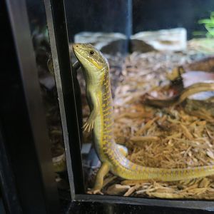 Schneider's Skink (Eumeces schneiderii)
