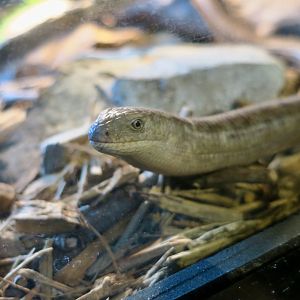 European Legless Lizard (Pseudopus apodus)