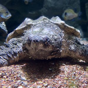 Alligator Snapping Turtle (Macrochelys temminckii)
