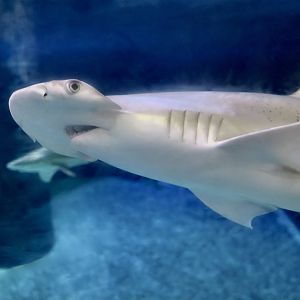 Bonnethead Shark (Sphyrna tiburo)