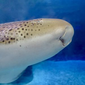 Zebra Shark (Stegostoma tigrinum)
