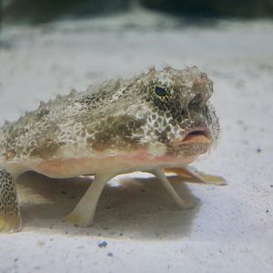 Polka-Dot Batfish (Ogcocephalus cubifrons)