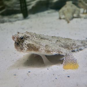 Polka-Dot Batfish (Ogcocephalus cubifrons)