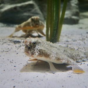 Polka-Dot Batfish (Ogcocephalus cubifrons)