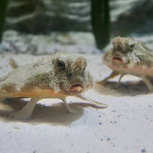 Polka-Dot Batfish (Ogcocephalus cubifrons)