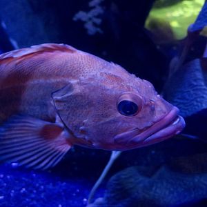 Yelloweye Rockfish (Sebastes ruberrimus)