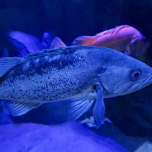 Black Rockfish (Sebastes melanops)