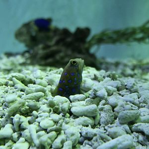 Blue-Spotted Jawfish (Opistognathus rosenblatti)