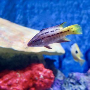 Mexican Hogfish (Bodianus diplotaenia)