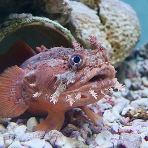 Gulf Toadfish (Opsanus beta)