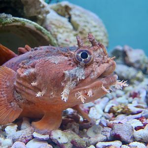 Gulf Toadfish (Opsanus beta)