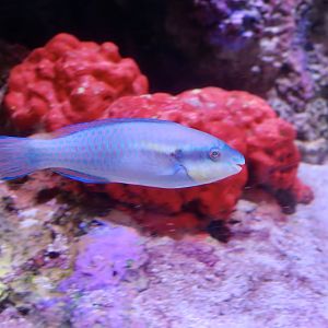 Princess Parrotfish (Scarus taeniopterus)