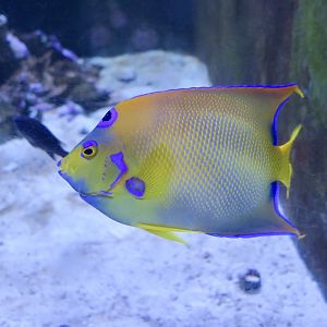 Queen Angelfish (Holacanthus ciliaris)