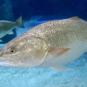 Red Drum (Sciaenops ocellatus)