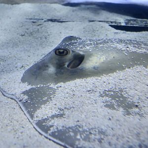 Southern Stingray (Hypanus americanus)