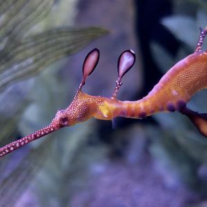 Weedy Sea Draagon (Phyllopteryx taeniolatus)