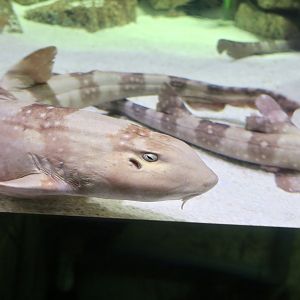 White-Spotted Bamboo Shark (Chiloscyllium plagiosum)