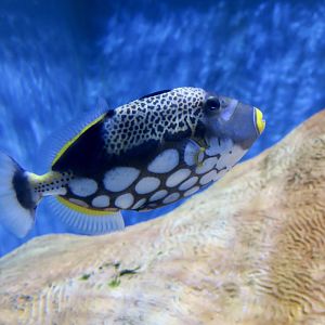 Clown Triggerfish (Balistoides conspicillum)