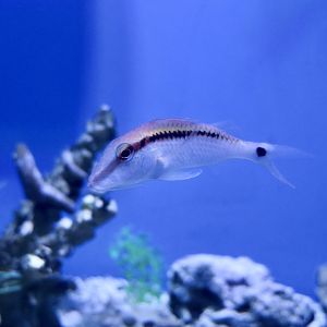 Dash-and-Dot Goatfish (Parupeneus barberinus)