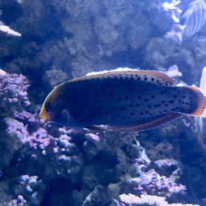 Queen Coris (Coris formosa)