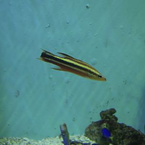 Rainbow Basslet (Liopropoma fasciatum)