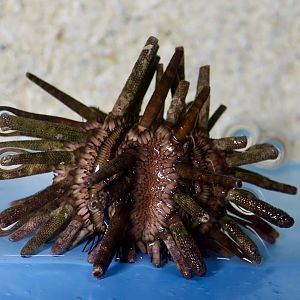 Slate Pencil Urchin (Eucidaris tribuloides)
