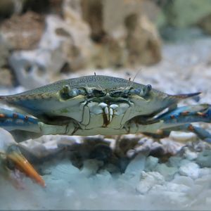 Atlantic Blue Crab (Callinectes sapidus)