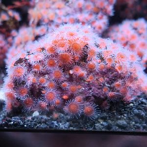 Strawberry Anemone (Corynactis californica)