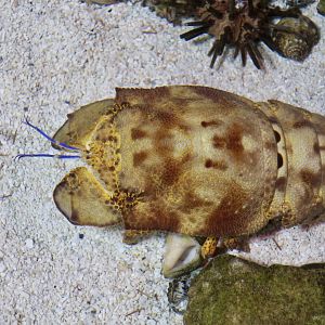 Spanish Slipper Lobster (Scyllarides aequinoctialis)