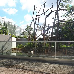 Sumatran orangutan family group and White-cheeked gibbon island, 2022-07-16