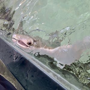 Atlantic Cownose Ray (Rhinoptera bonasus)