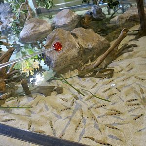 Archerfish Exhibit