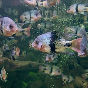 Black Belt Cichlid (Vieja maculicauda)