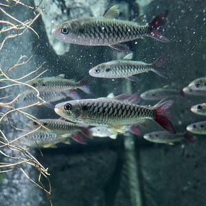 Pink-Tailed Chalceus (Chalceus macrolepidotus)
