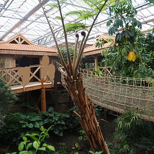 Sumatran orangutan and Northern white-cheeked gibbon viewing lodges,  2022-07-16