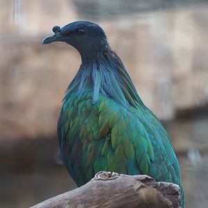 Nicobar pigeon (Caloenas nicobarica), 2022-07-16