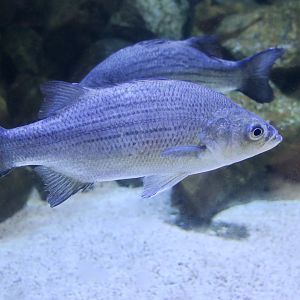 White Bass (Morone chrysops)