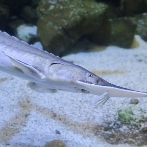 Shovelnose Sturgeon (Scaphirhynchus platorhynchus)